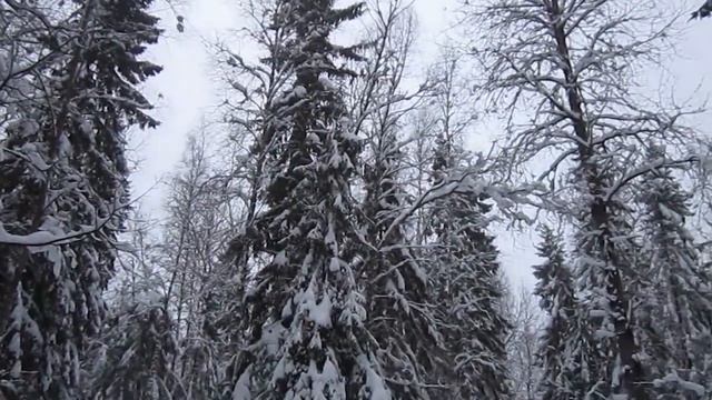 Сказка зимнего леса. смотреть онлайн