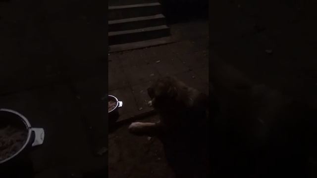 Дрессировка собак. Дрессировка кавказских овчарок. Команда "СПОЙ ПЕСЕНКУ" и "ЛЕЖАТЬ" #дрессировка смотреть онлайн