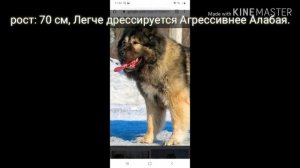 Битва собак. Алабай против Кавказской Овчарки противостояние собак.