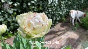 Tulip 'Danceline' - FarmerGracy.co.uk