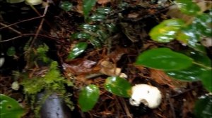 Wild  Matsutake Mushroom Foraging in the Pacific Northwest