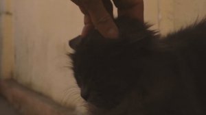 Расслабляющая музыка и звук мурчание кошки / Relaxing music and sound of a cat purring