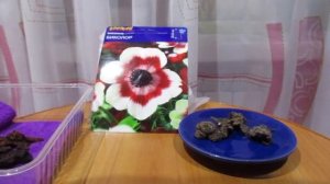 Как садить Анемоны