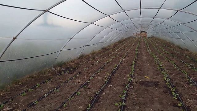 Пекінська капуста теплиці на зиму смотреть онлайн