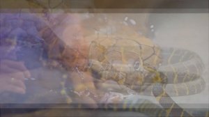 Притча о Мышеловке, Притча о Взаимопомощи