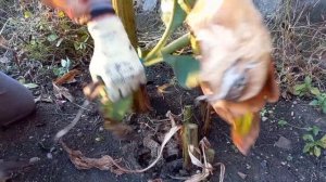 Пора собирать урожай?Укрываем банановое дерево на зиму.Как укрыть банан на зиму.@wetrudyazhki