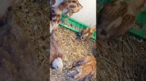 Скрещивание кур ломан браун с доминанта чёрным и полубрамами