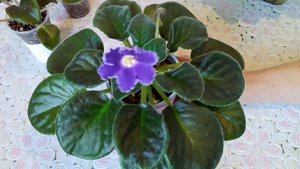 Фиалки в домашних условиях! Как вырастить фиалку! Мой опыт. Фиалки у Алисы.