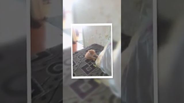 Первое видео на канале Оксана 4еrtёңөқ. Самые лучшие друзья (#лето) смотреть онлайн