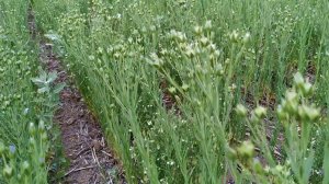 Совместные посевы. Состояние в засушливых условиях.