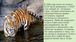 Дальневосточный тигр