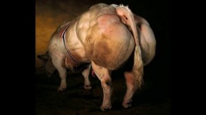 Бельгийская голубая порода КРС. The Belgian blue breed
