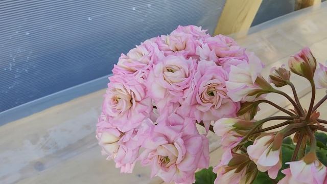 #556.Мисс совершенство-ЮВ Звезда Водолея! смотреть онлайн