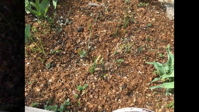 Сорта новых роз. Небольшой обзор сада. Существуют ли пионы патио? смотреть онлайн