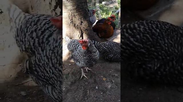 Вопрос курица или петух ?? птицеводы помогайте совет нужен смотреть онлайн