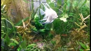 Pterophyllum sp. Dantum Albino(Дантум Альбино) нерест