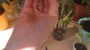 Укоренение черенков в песке