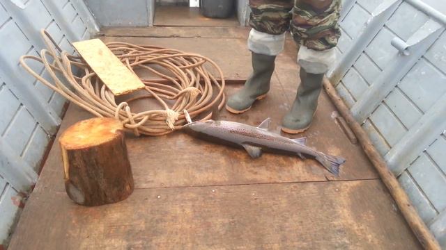 ПОНОЙСКИЙ ЛОСОСЬ / ТАМ , ГДЕ ТЕЧЁТ РЕКА ПОНОЙ смотреть онлайн