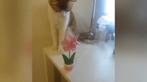 Фу, цветочек