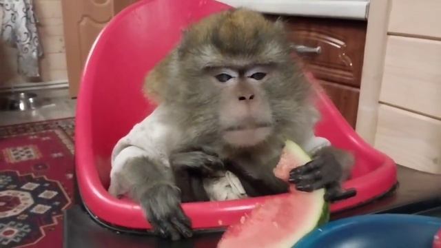 обезьяна и арбуз. Ч 4. Зяма?#petmonkey #monkey#обезьяна #mukbang#макака#экзотика #зоо#домашниемакак