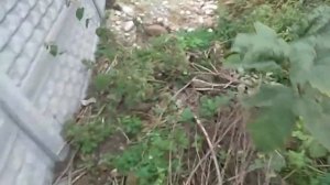 Скальный орех и прочие деревья/Rock walnut and other trees