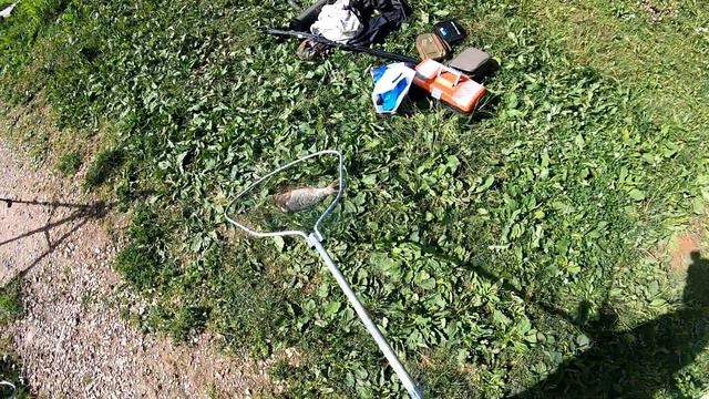 Клариевые сомы и карпы в Трех Пескарях смотреть онлайн