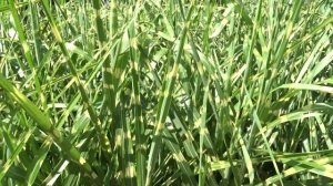 Miscanthus sinensis 'Strictus'