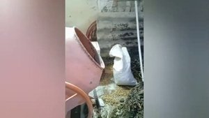 разведенте калифорнийских червей, субстрат для червя, чем кормить червей