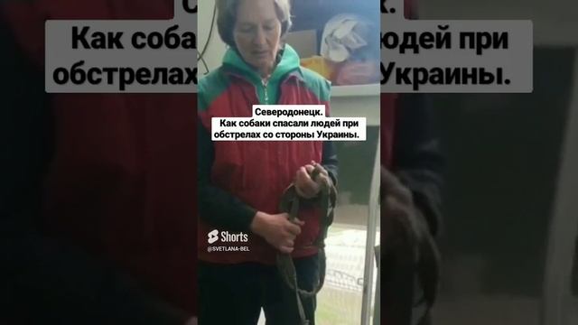 Как собаки спасали людей при обстрелах со стороны Украины.