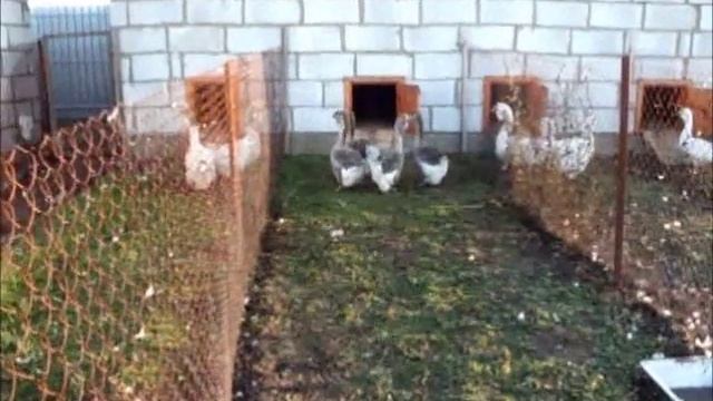 ЛПХ Алексеева А.Л. смотреть онлайн