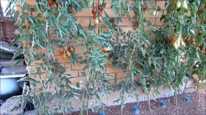 5 сентября 2018. Как выгодно поставить теплицу на дачном участке по сторонам света!