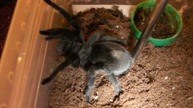 How to care for a Brazilian Black Tarantula (G. pulchra) смотреть онлайн