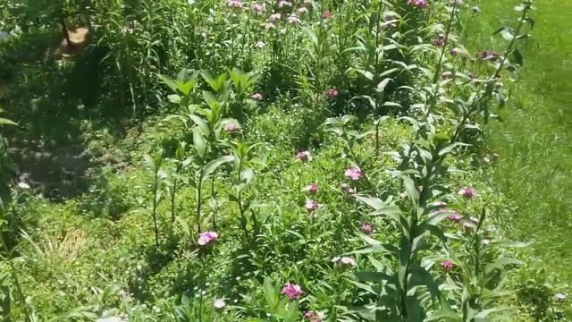 Обзор моего цветущего сада. Июнь в Подмосковье.