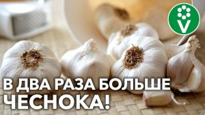 САЖАЙТЕ ЧЕСНОК В ДВА ЯРУСА и получите больше урожая с одной грядки!
