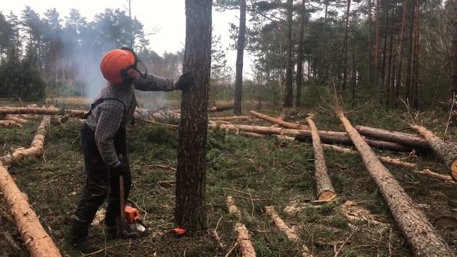 Вальщик леса 80 уровня