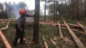 Вальщик леса 80 уровня