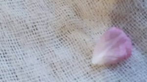 Вода из лепестков роз! Rose petal water. #rose #water #роз