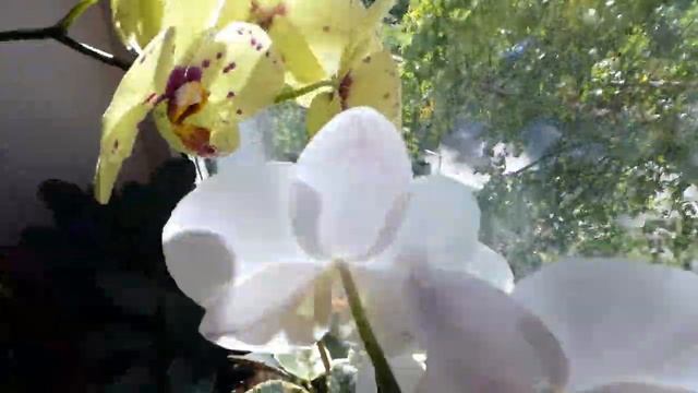 Орхидея Фалинопсис - Расцвели две замечательные орхидеи на подоконнике!