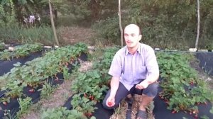 Клубника ФЛАМЕНКО.  Мой обзор для Вас.