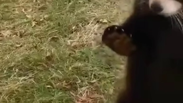 Красная панда
