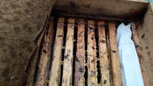 ?Отдушина. Поможет зимовке?