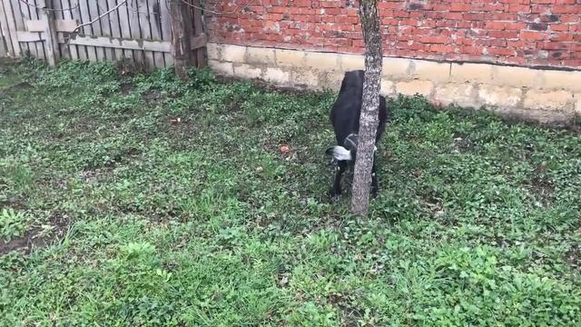 Правильное лечение мастита у коз (да и у коров) смотреть онлайн