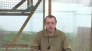 Засоление почвы кокосом. Как я спас рассаду!
