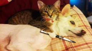 Приколы с животными до слез! Свежие приколы 2024! Приколы с котами и кошечками.