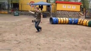 Спот, аджилити первая тренировка .wmv