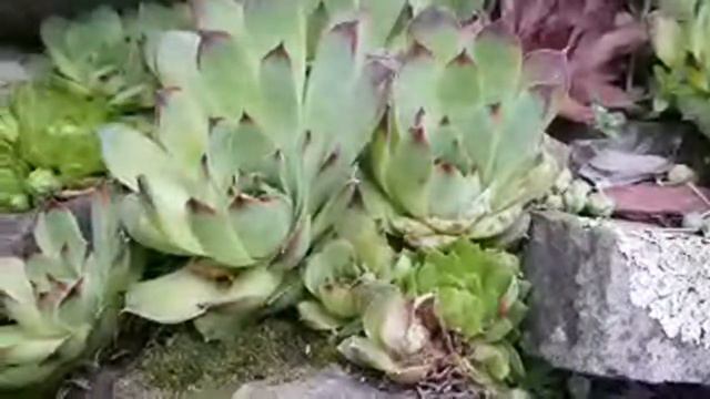 What's Blooming🌷 смотреть онлайн