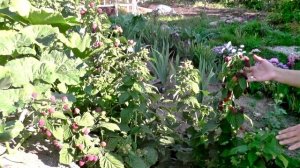 Высокоурожайные сорта ремонтантной малины "Пингвин" и "Бриллиантовая"