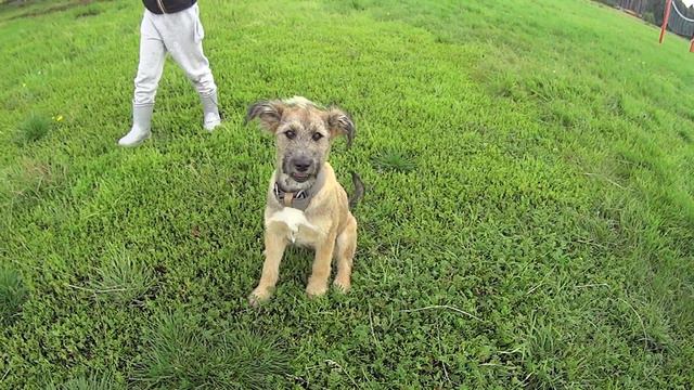 подобрали обобрали..обогрели..приблудную псинку.назвали-Шпилька-в честь детали открывающей парашют смотреть онлайн