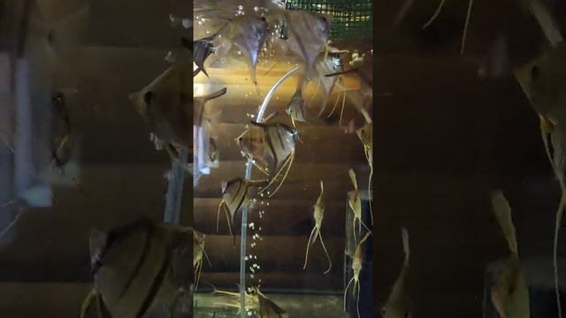 Манакапуру Супер Ред и их мальки. смотреть онлайн