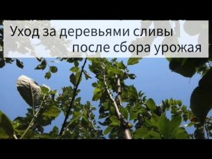 Уход за деревьями сливы после сбора урожая.